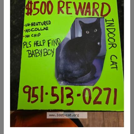 Foto 1/1 BABY BOY Chat perdido en Bay ave regis dr moreno valley