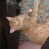 Foto del gato perdido en Central