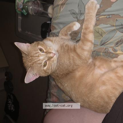 Foto 1/1 Squanch Chat perdido en Central