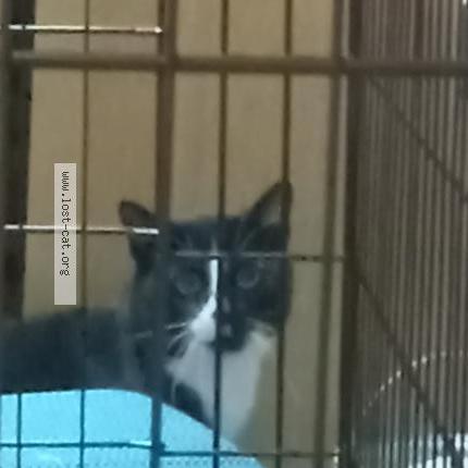 Foto 1/1 Gato encontrado Encontrado en Ridgeway