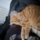 Foto del gato perdido en Toulon