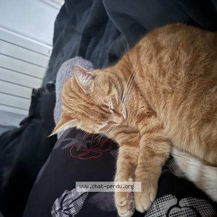 Foto 1/1 BARDET Chat perdido en Toulon