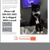 Foto del gato perdido en Gulf Breeze