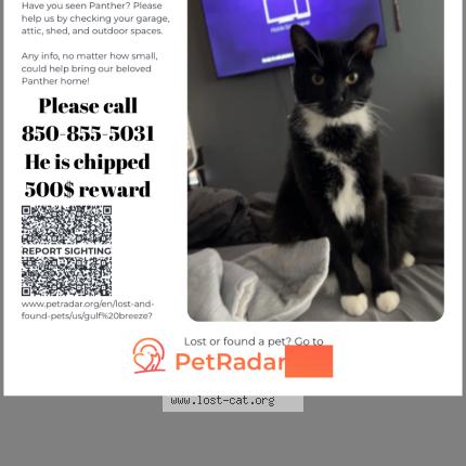 Foto 1/1 Panther Chat perdido en Gulf breeze