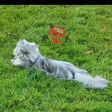 Foto del gato perdido en Bisel