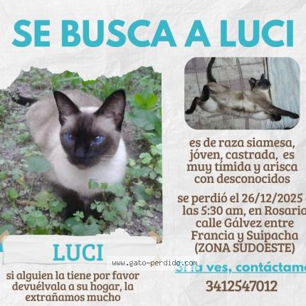 Foto 1/1 LUCI Chat perdido en Rosario