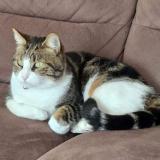 Foto del gato perdido en Oudon