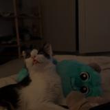 Foto del gato perdido en Aups