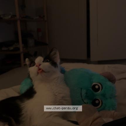 Foto 1/1 POUPETTE Chat perdido en Aups