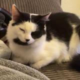 Foto del gato perdido en Perpignan