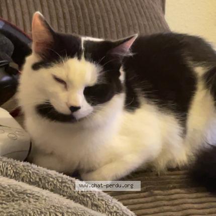 Foto 1/1 Clochette Chat perdido en Perpignan