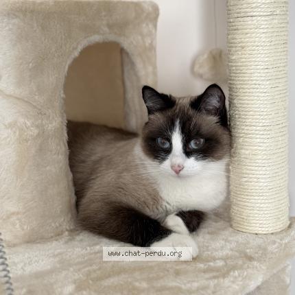 Foto 1/1 Under Chat perdido en Roullet st esthephe