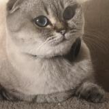 Foto del gato perdido en Sainte Genevieve Des Bois