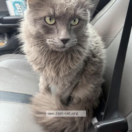 Foto 1/1 Wolf Chat perdido en Arlington