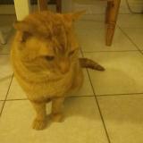 Foto de gato encontrado en Grand Charmont