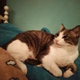 Foto del gato perdido en Bennett Co