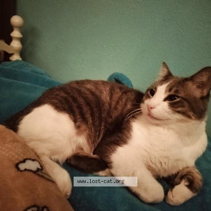 Foto 1/1 Big Boss Chat perdido en Bennett co