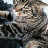 Foto de gato encontrado en Ferriere La Petite