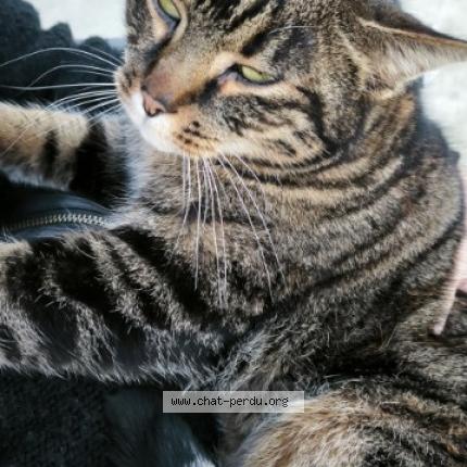 Foto 1/1 Gato encontrado Encontrado en Ferriere la petite