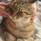 Foto del gato perdido en Bozouls