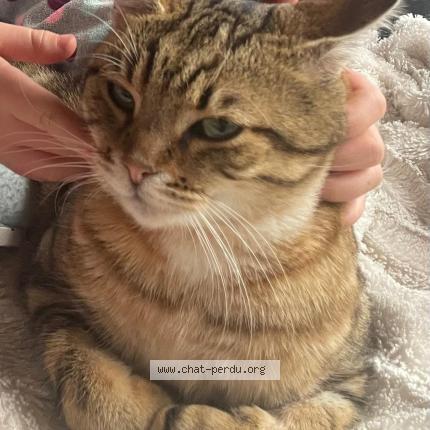 Foto 1/1 Simba Chat perdido en Bozouls