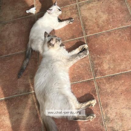 Foto 1/1 P'tite boule Chat perdido en Poullaouen