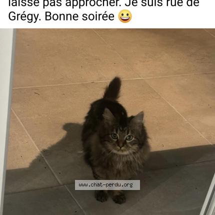 Foto 1/1 Gato encontrado Encontrado en Evry gregy sur yerre