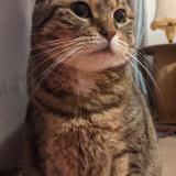 Foto del gato perdido en Sausse