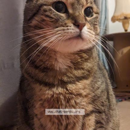 Foto 1/1 PLUME Chat perdido en Sausse