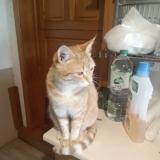 Foto del gato perdido en Marcillac