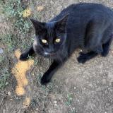 Foto del gato perdido en Clarensac