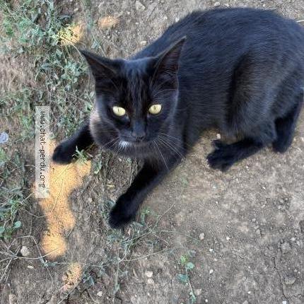 Foto 1/1 Missy Chat perdido en Clarensac