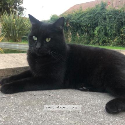 Foto 1/1 Vador Chat perdido en Tarbes
