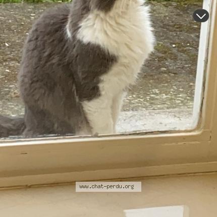 Foto 1/1 Moumouche Chat perdido en Cardonnette