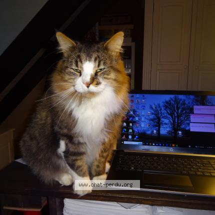 Foto 1/1 Reblochon Chat perdido en Saint ouen sur iton