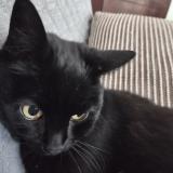 Foto del gato perdido en Creteil