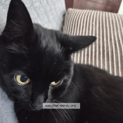 Foto 1/1 MIMI Chat perdido en Creteil