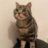 Foto del gato perdido en La Courneuve