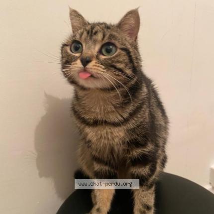 Foto 1/1 Michou Chat perdido en La courneuve