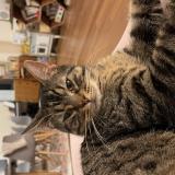 Foto del gato perdido en Marseille