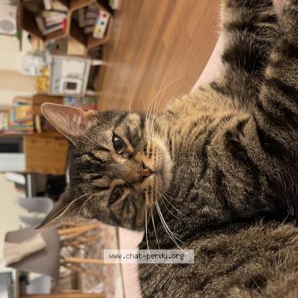 Foto 1/1 Paco Chat perdido en Marseille