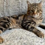 Foto del gato perdido en Bougival