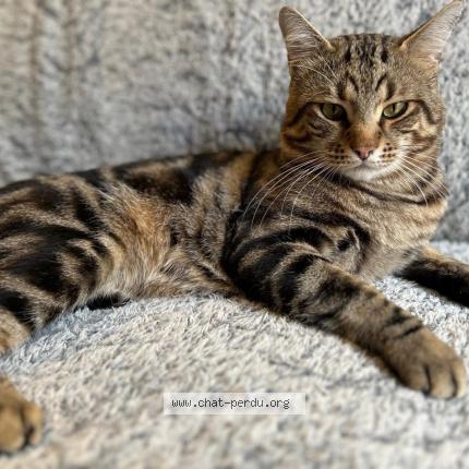 Foto 1/1 Monsieur M Chat perdido en Bougival