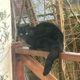Foto de gato encontrado en La Garenne Colombes