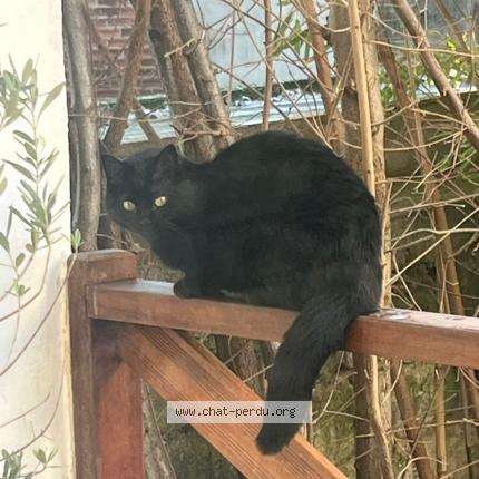 Foto 1/1 Gato encontrado Encontrado en La garenne colombes