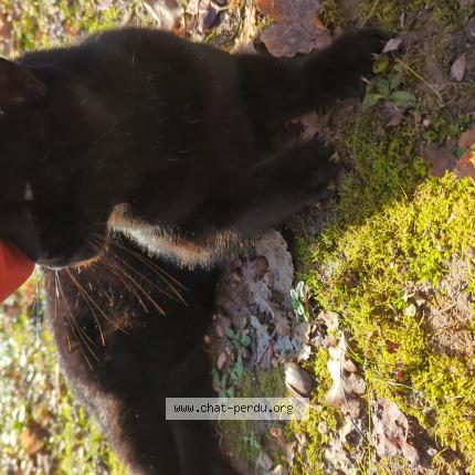 Foto 1/1 Gato encontrado Encontrado en Pernes les fontaines