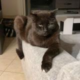 Foto del gato perdido en Nuaille