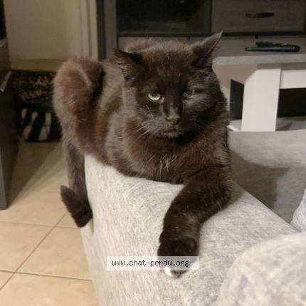 Foto 1/1 MIKADO Chat perdido en Nuaille