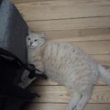 Foto del gato perdido en Uxegeney