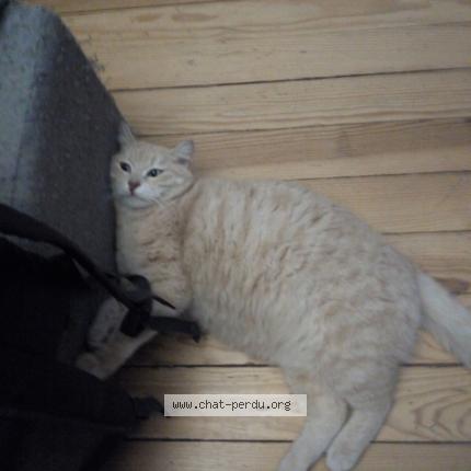 Foto 1/1 Cachou Chat perdido en Uxegeney